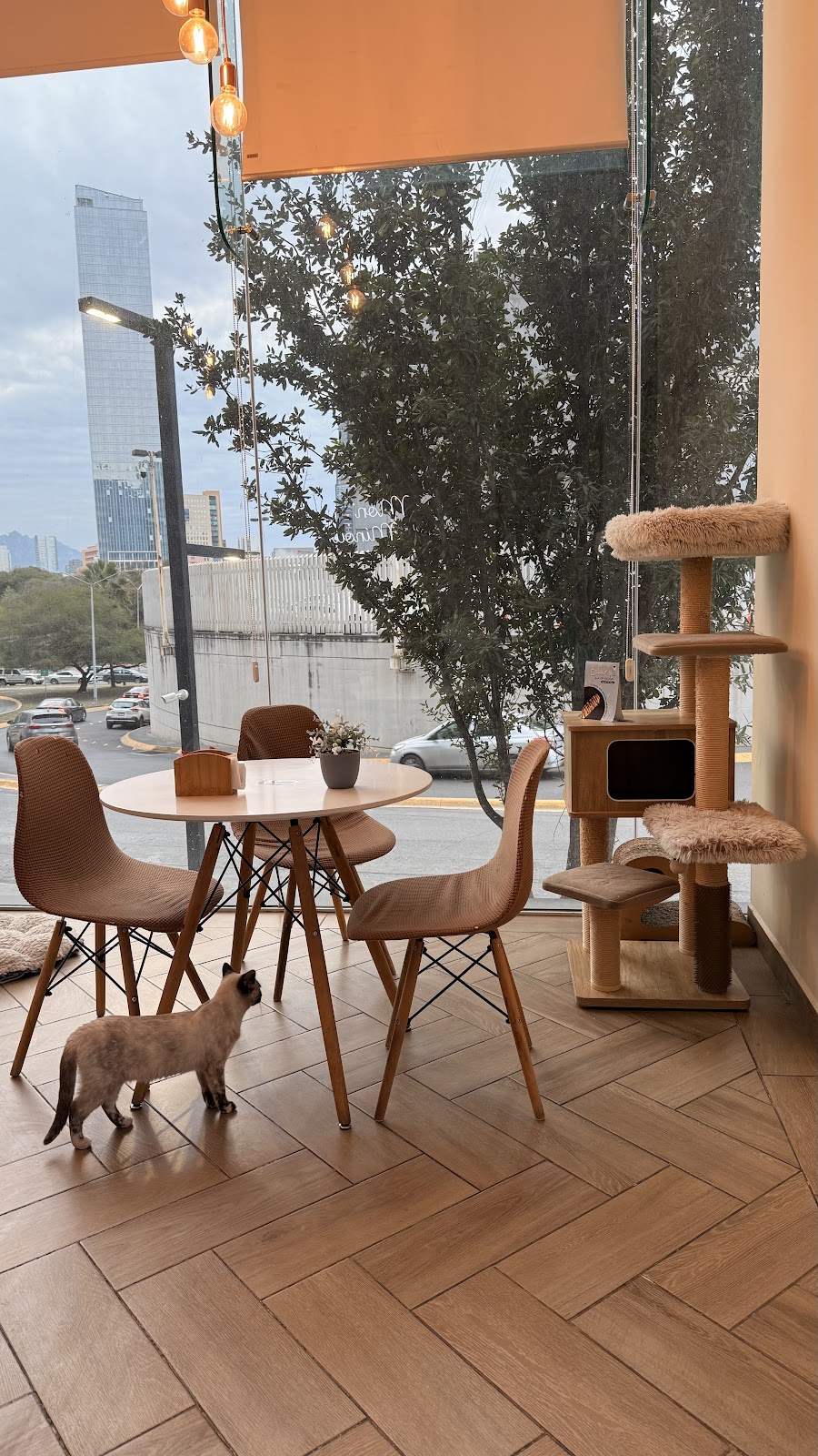 Mon Minou, cafetería en San Pedro Garza García, Nuevo León